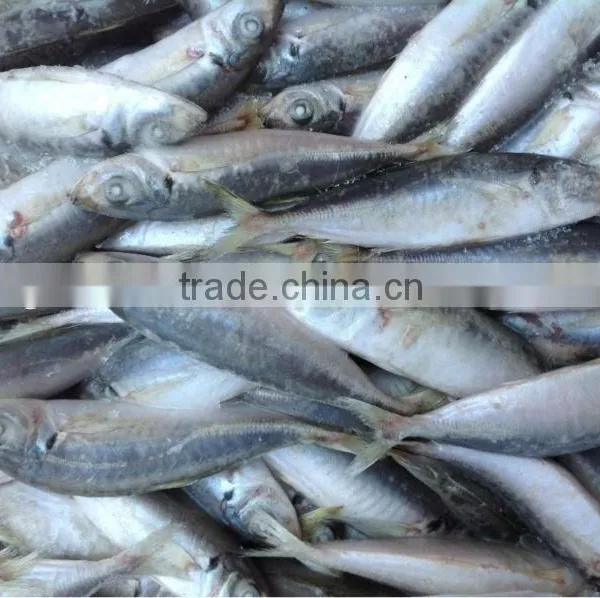 High Quality Frozen Round Scad(Decapterus Maruadsi). photo-2