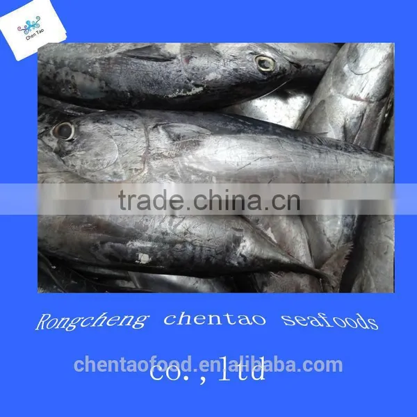Best Selling Products Fresh Whole Round Bonito / Frozen Bonito Fish