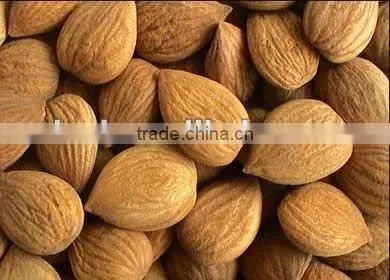 Apricot kernel