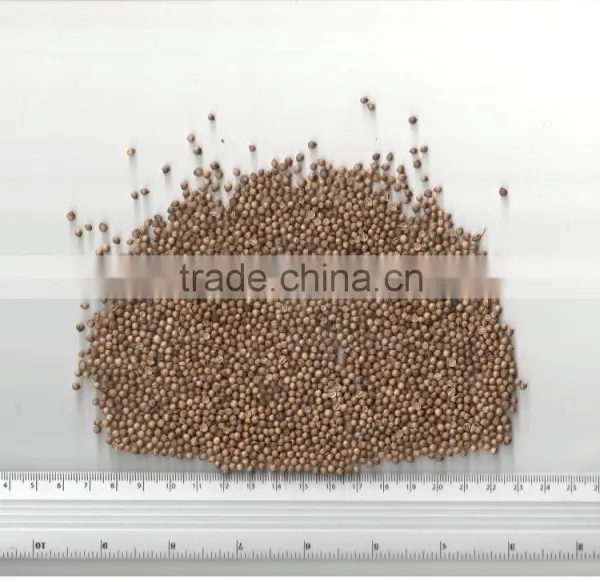 CORIANDER SEEDS photo-3