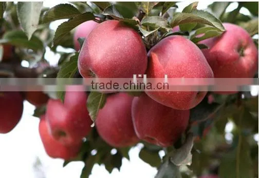 Dark Red Huaniu Apple photo-6