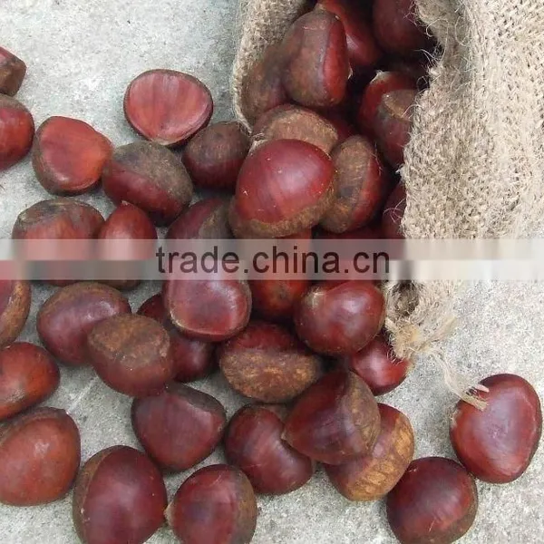 New Crop Chestnut 2015 photo-3