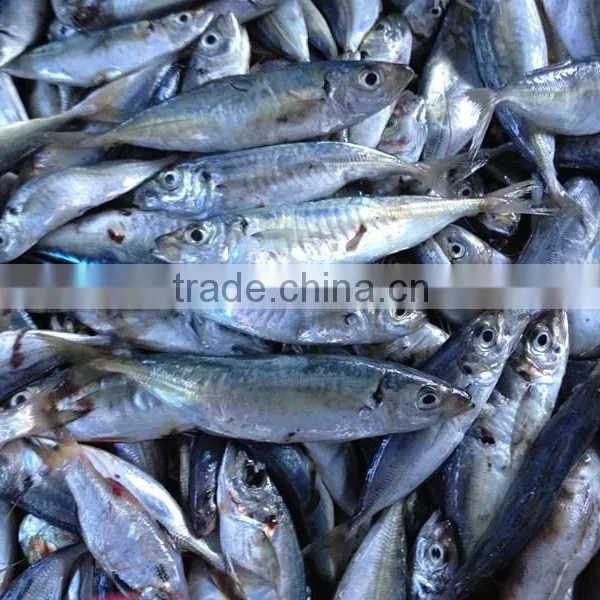 2016new Coming Frozen Horse Mackrel for Sale photo-2