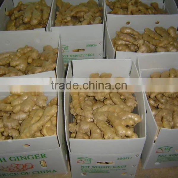 Fresh Air Dried Ginger photo-5