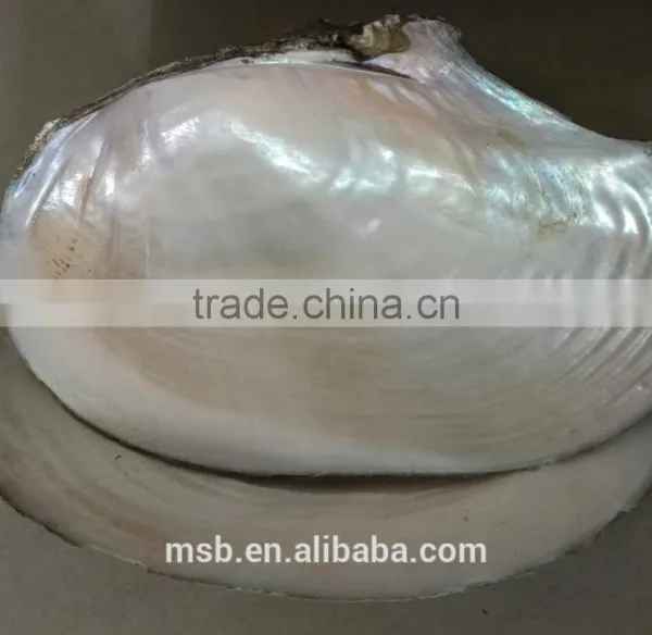 White Mother of Pearl Farmed Freshwater Raw River Shell photo-4