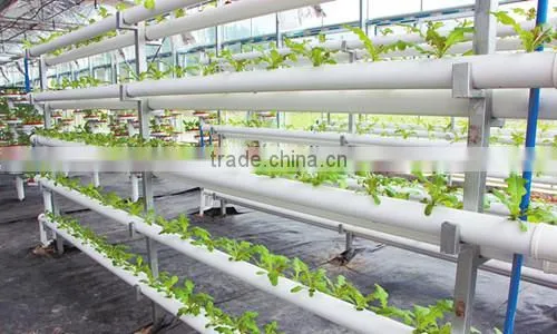 Commercial Polycarbonate Greenhouses Structure With Hydroponic System photo-2