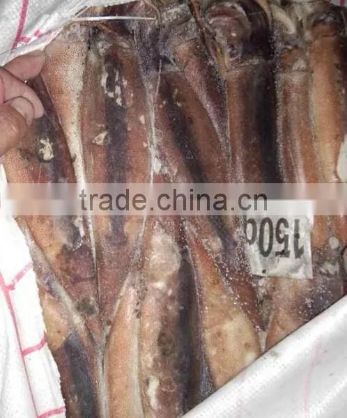 Frozen Illex Squid photo-4
