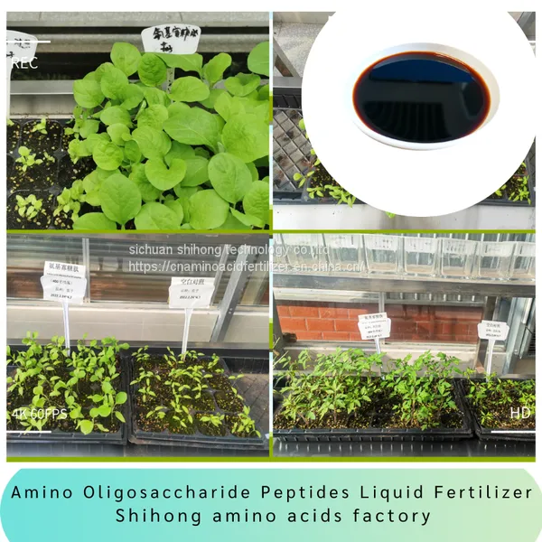 Amino Oligosaccaride Peptides Organic Fertilizer Hign Concentrated Liquid for Plant Foliar Spray