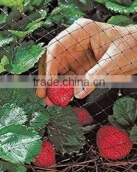 100% PP Plastic Anti-bird Net for Fruit Manufacture photo-2