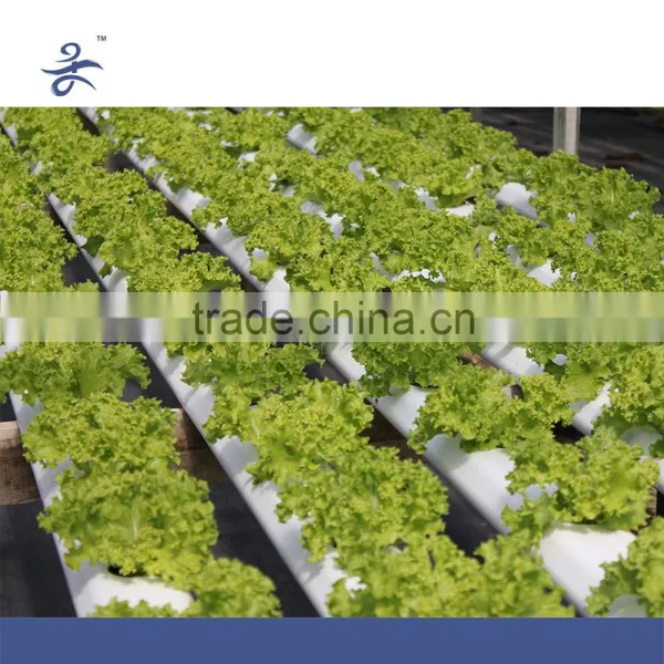 Flat Hydroponic Frame , Hydroponic System photo-3