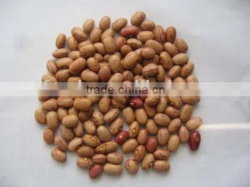Light Speckled Kidney Beans