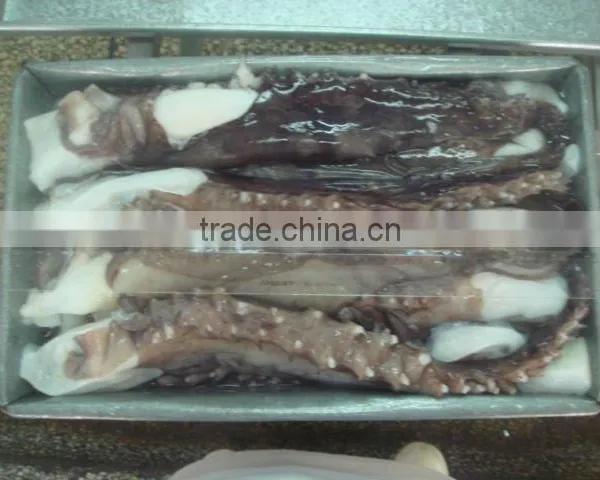 Giant Squid Tentacle