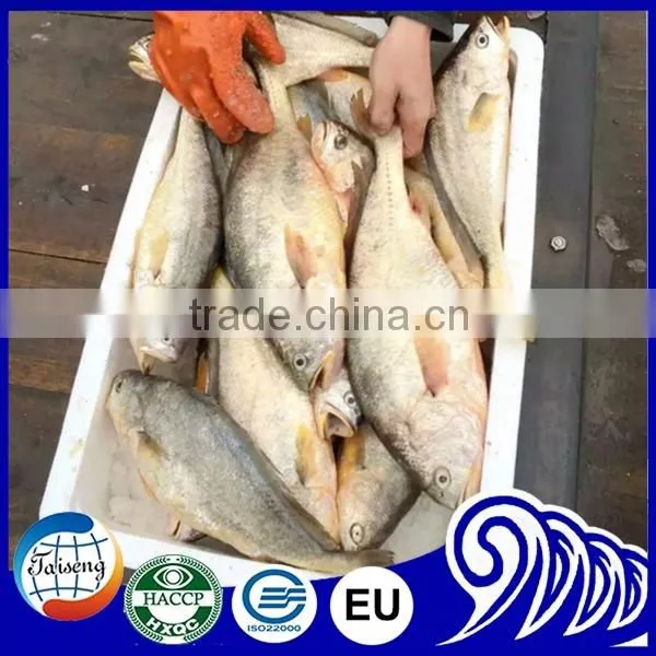 Frozen Seafood Frozen Yellow Croaker, Yellow Croaker Fish Price photo-4