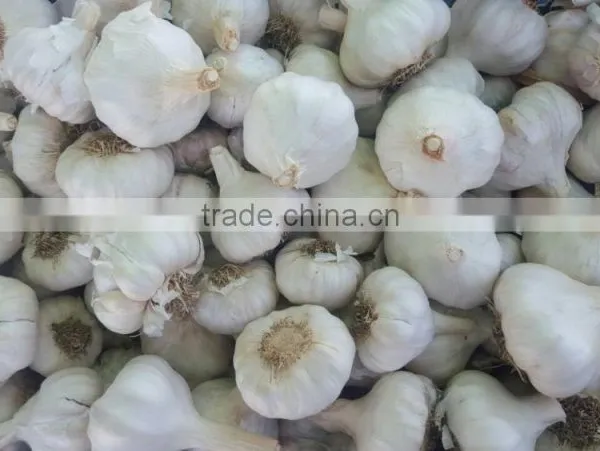 Wholesale Garlic Pure White Garlic 4.5cm-5cm photo-3