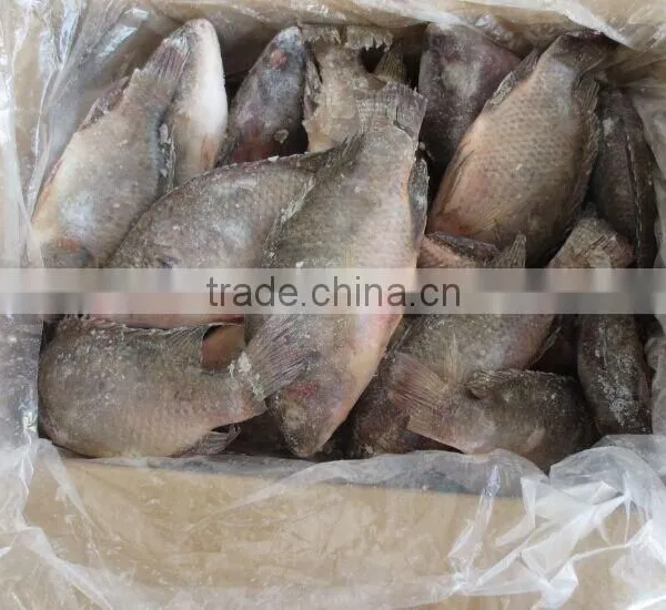 New Arrival Frozen Tilapia Fish Whole Round photo-3