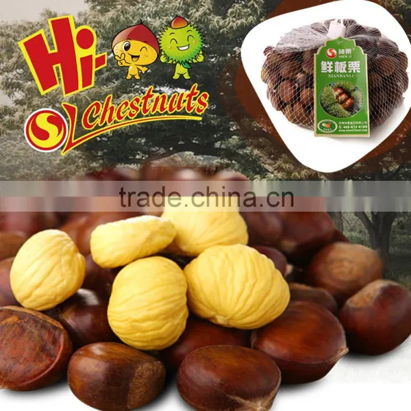 Organic Fresh Chestnuts Castanea Sativa Whole Chestnut photo-6