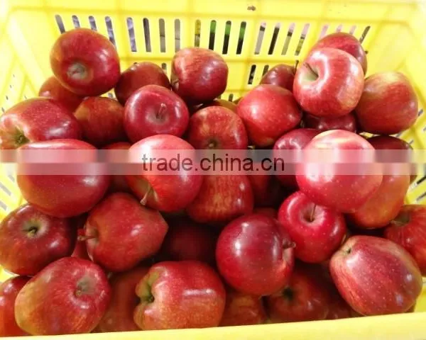 HUANIU APPLE photo-4