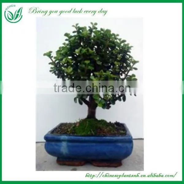 Mini Indoor Potted Plant photo-6