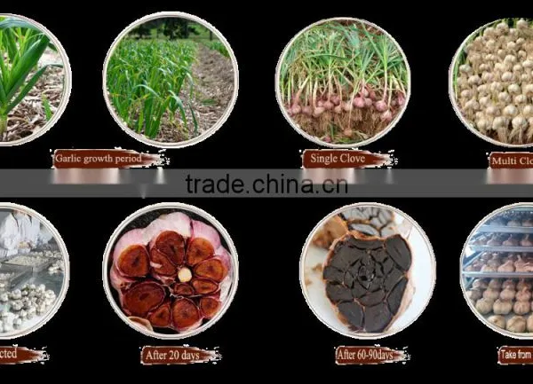 Amino Acids Food Supplement-black Garlic Ready Food photo-3
