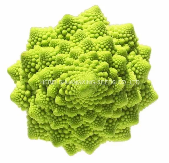 F1 Hybrid Beautiful Green Cauliflower Seeds /Broccoli Seeds photo-2