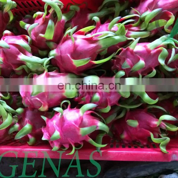 Fresh Dragon Fruit From Viet Nam With High Quality photo-3