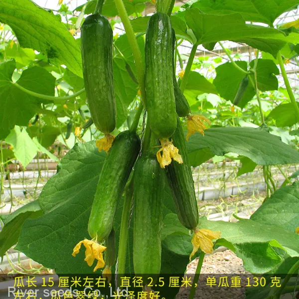 100pcs Holland Sale Hybrid f1 Cucumber Seeds White Green Diva Pueudo Cucumber Seeds for Planting