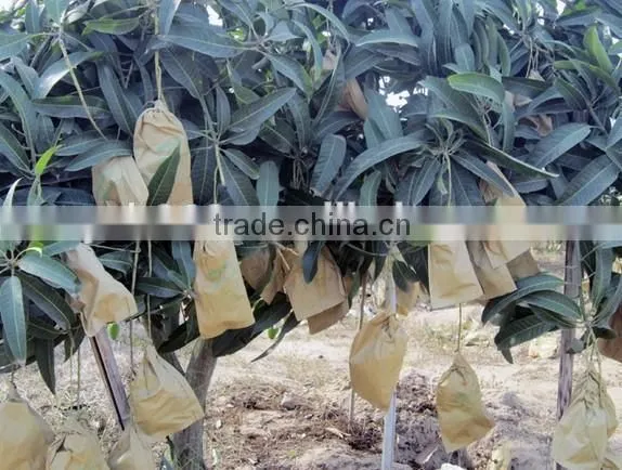 Mango Fruit Growing Paper Bag photo-6