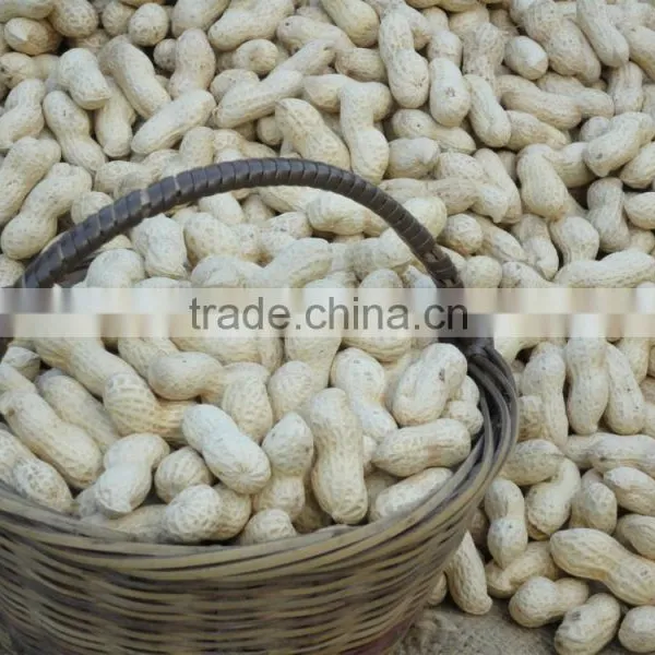 Best Selling Products New Wholesale Peanuts Raw Peanuts for Sale photo-2