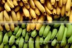 Fresh Cavendish Banana Exporters In India