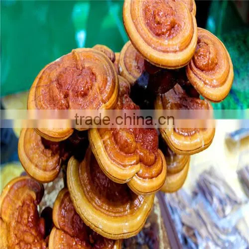 Hot Sale GMP Reishi Mushroom Extract photo-4