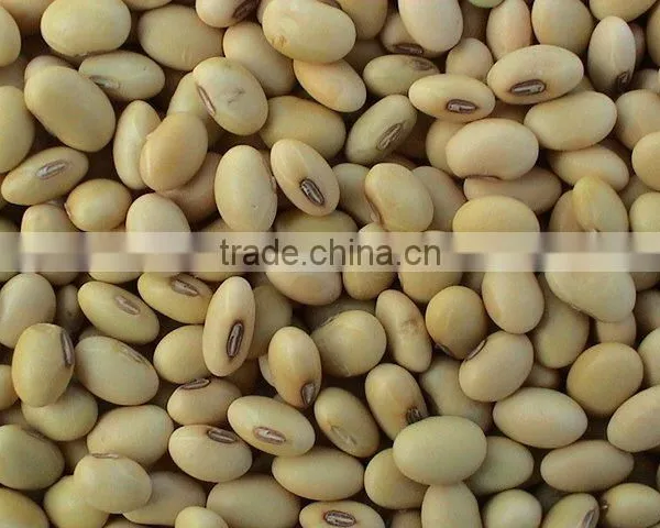 Soybean P.E. Standard Herbal Extract 20%, 40% HPLC