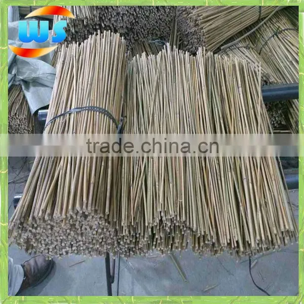 Bamboo Cane for Support Grape Growing WS 60cm 6-8mm