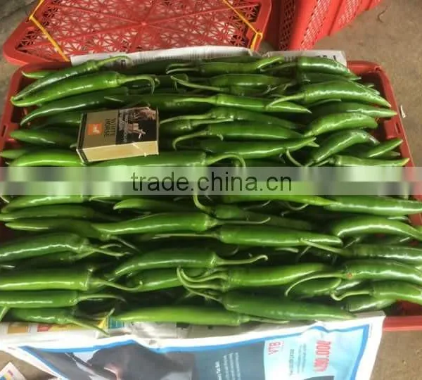 DALAT FRESH RED CHIILI photo-3