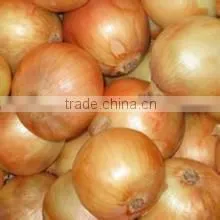 2016 Fresh Onion photo-4