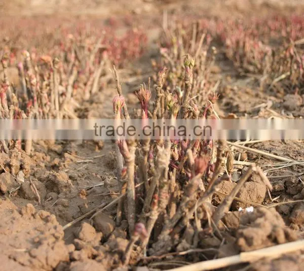 Paeonia Suffruticosa Andrews Peony Seedling photo-6