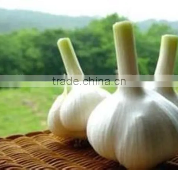 Bulk Spices of Chines Garlic photo-4