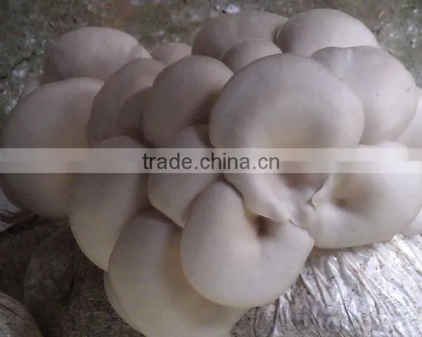Mushroom Filling Punching Machine Mushroom +8618637188608 photo-4