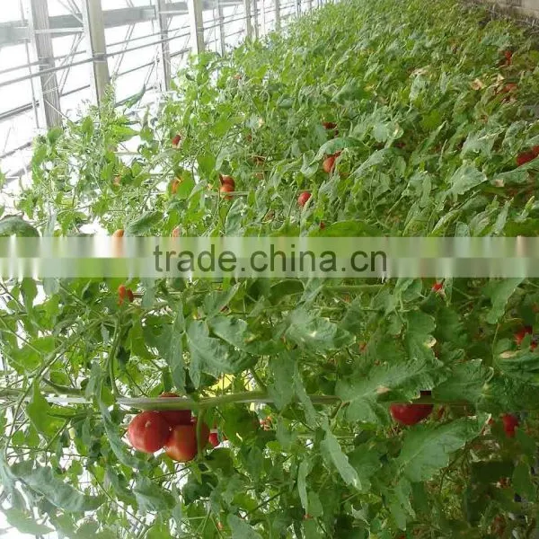 Greenhouse Vegetables photo-2