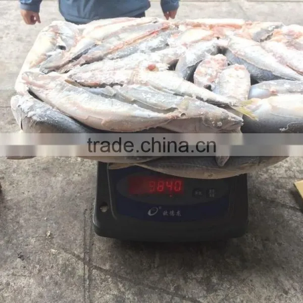 Block Frozen Pacific Mackerel photo-6