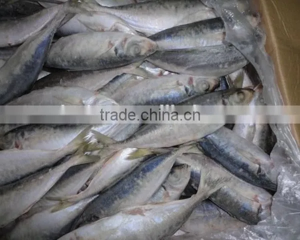 Frozen Horse Mackerel photo-2