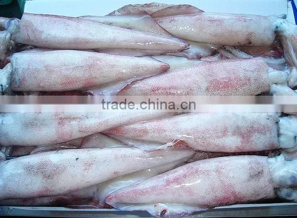 LOLIGO SQUID/ ARROW FISH/ INKFISH/ CALAMARI photo-3