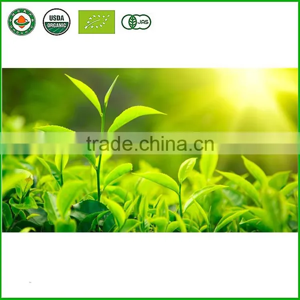 China Healthy Naure Spring Green Tea With Selenium Enrichment photo-2