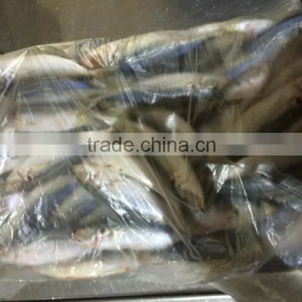 Horse Mackerel From China Size 9 -11 Pcs / kg photo-2