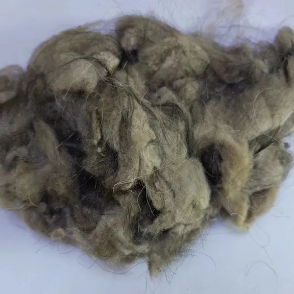 Tibetan Raw Greasy Cashmere Fibre 14.5micron With 32/34mm Prompt Shipment photo-3