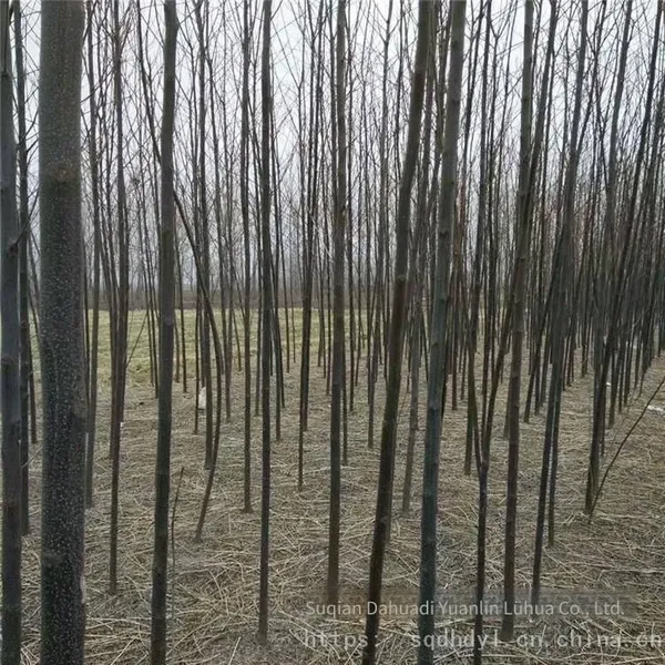 Price of 6 - Centimeter Melia Azedarach Trees With High Survival Rate photo-3