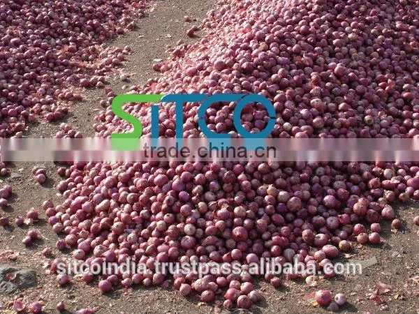 ONION photo-3