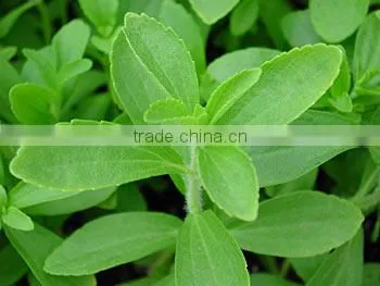 Stevia Rebaudiana