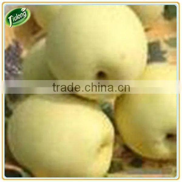 Chinese Fresh Yellow Ya Pear photo-5