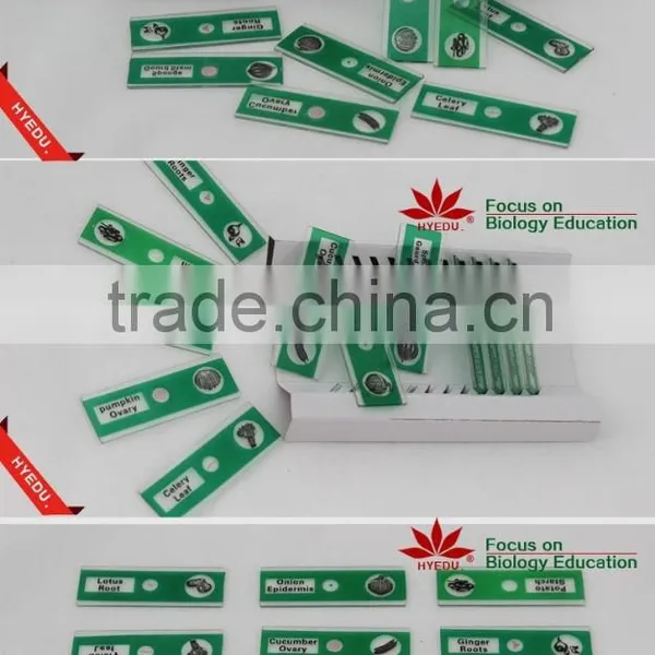 Butterfly W.m. Slides, Glass Prepared Slides,Butterfly Mouthpart Prepared Slides photo-2