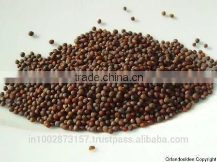 Mustard Seeds